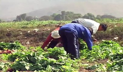 TRANSGENICOS EN DEBATE