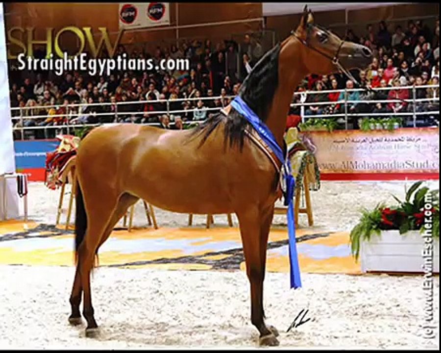 Pur sang arabe (EXCLU)