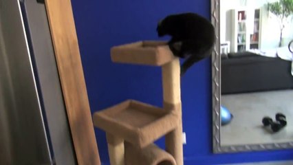 How to get your cat to stop scratching the furniture