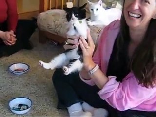 Kitten LOVES Broccoli