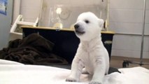 Adorable: Polar bear cub takes his first shaky steps at Toronto Zoo