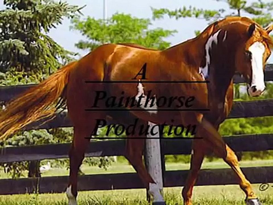 Mostly Padron arabian stallion