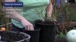Gardening Tips : How to Root Blueberry Plants From Cuttings