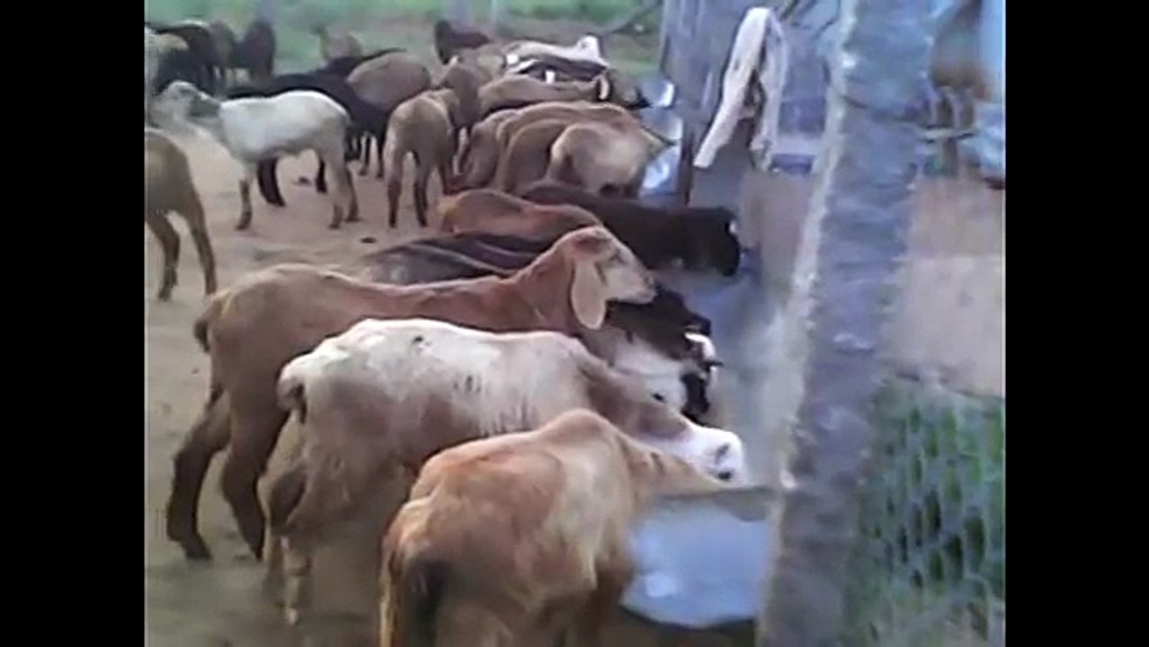 Sheep Farming in Hyderabad Livestock and Farms (HLSF), Andhra Pradesh