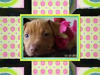 Pharohs Elite Scam be aware puppy scam