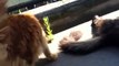 Cute Maine Coon cat talking in the Sun