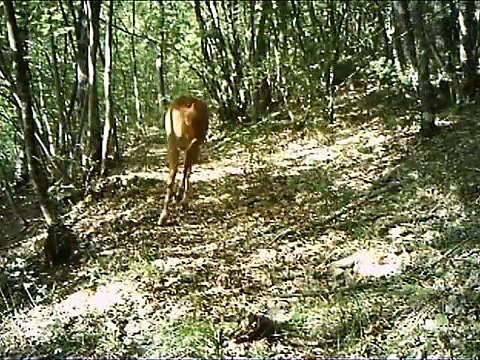 Fototrappolaggio sui Monti Sibillini