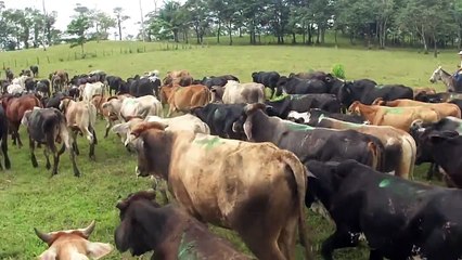 GANADERIAS LEIVA NICARAGUA. HACIENDA MONTANA