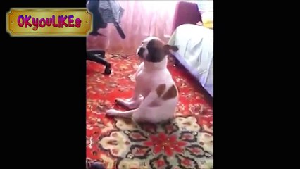 น้องหมาน่ารักที่สุดในโลก เต้นโชว์สเต็ป กวนๆ ฮาๆ