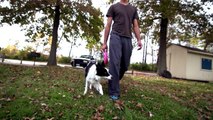Kyle & Nissa - The Border Collie (Parkour Dog Tricks)