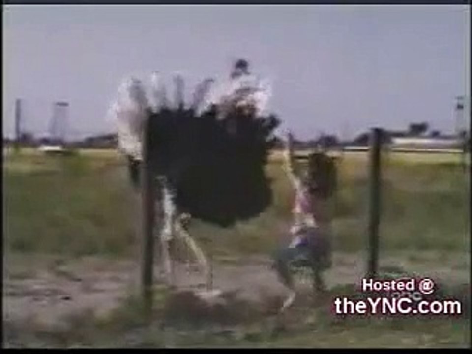 Dancing Animals   Comvdosada, Flv, Httpdpvdo, Lol,  dancing?syndication=228326