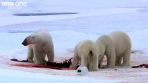 HD: Wild Polar Bears Playing Football! - Polar Bear: Spy On The Ice, Preview - BBC One