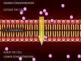 transport across the cell membrane super final