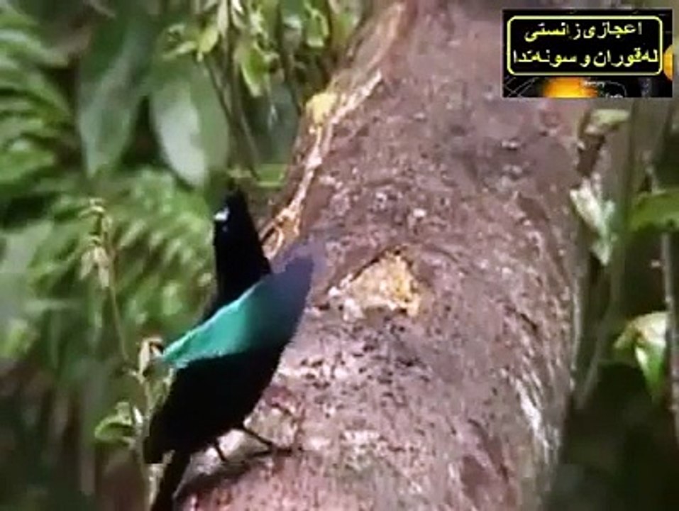 Subhan Allah