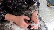 Maine Coon Cat Grooming 　メインクーン　冬毛を沢山取る Mio