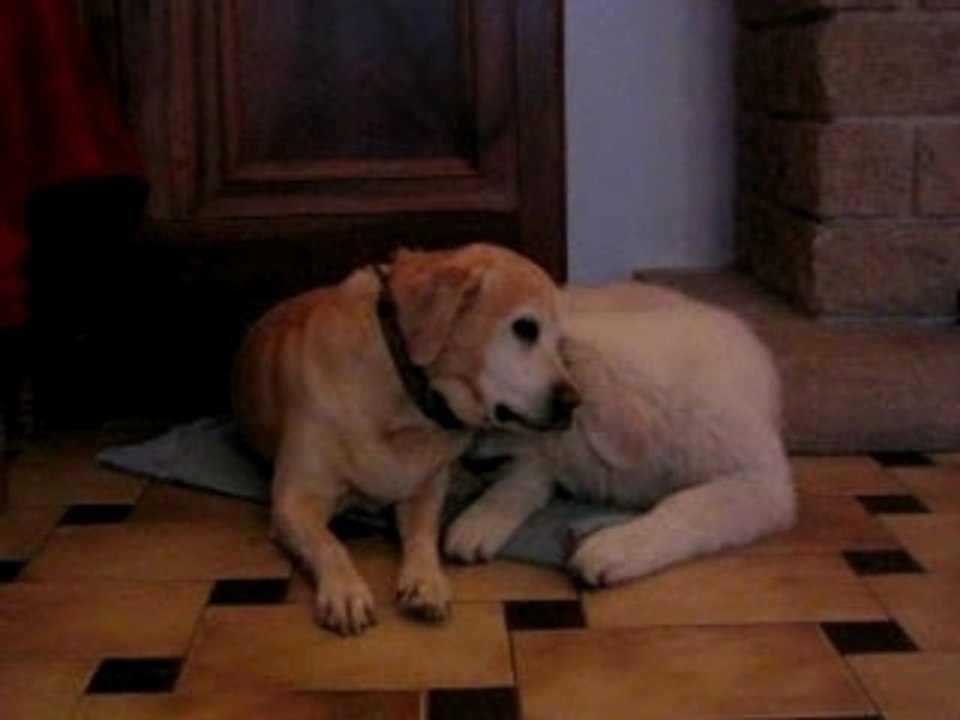 Brushka et nala