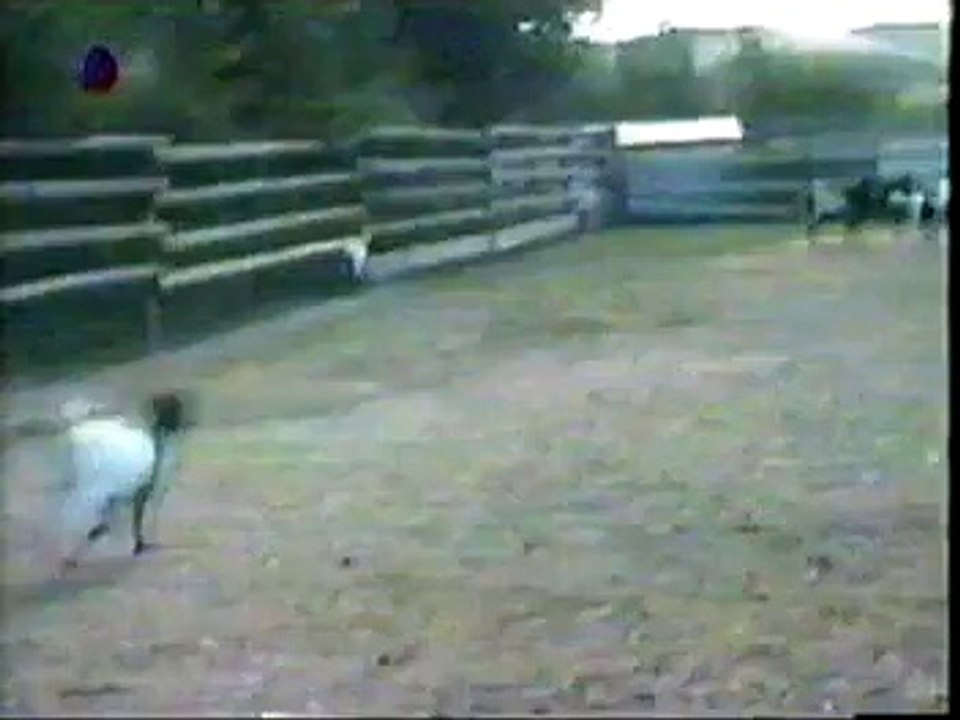 Fainting Goat?syndication=228326