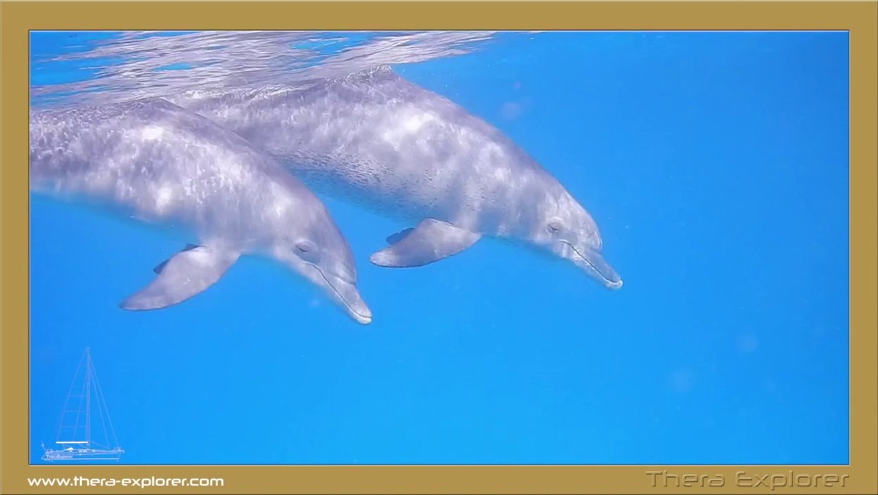 NAGE AVEC LES DAUPHINS en mer rouge, swim with dolphins in red sea