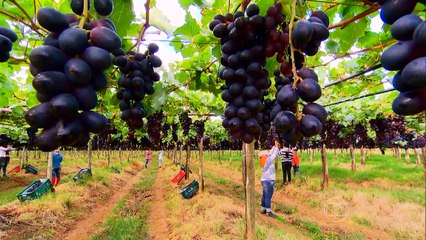 GLOBO REPÓRTER - Poder da Uva - 08-05-2015 PARTE 3/3 Online Completo Íntegra 08/05/2015 HD 720p