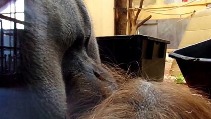 Chuij: 19 yo male Sumatran Orangutan (Budapest Zoo)