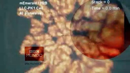 Imágenes tridimensionales de células vivas Video BBC Mundo