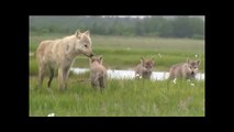Wolf Plays and Feeds Puppies  among grizzlies (brown bear), katmai alaska, Brad Josephs vs