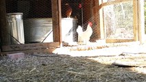 Young White Leghorn Rooster Crowing