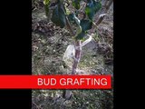 bud grafting animation