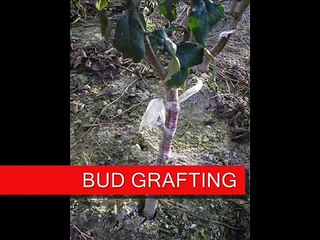 bud grafting animation