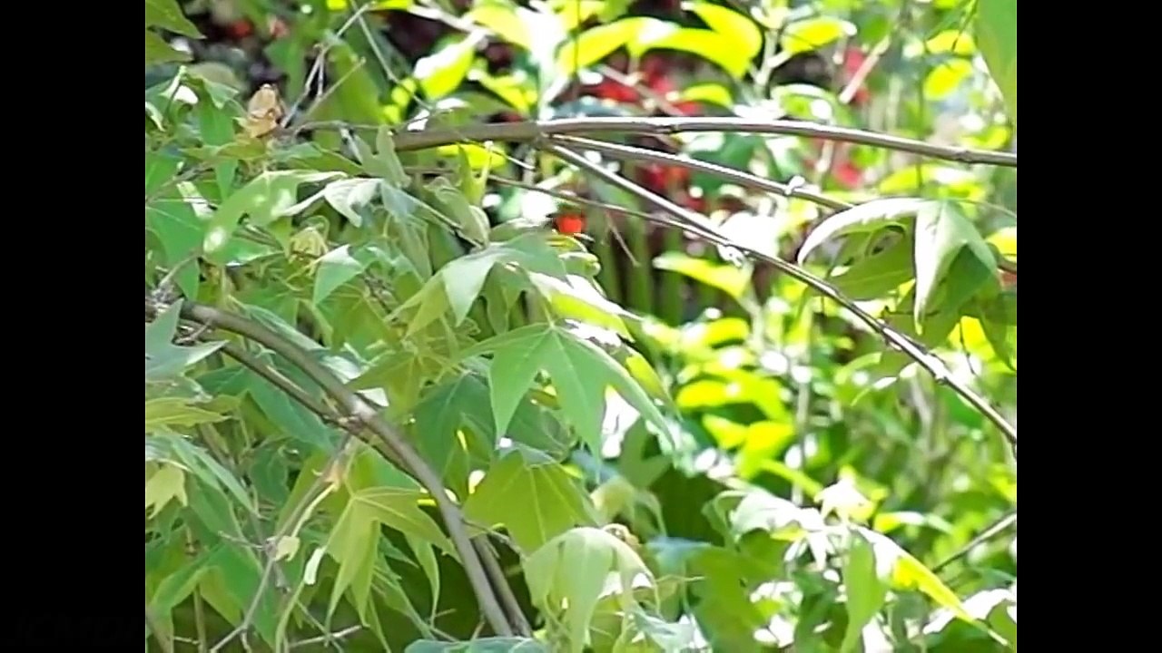Real Angry Birds! Slow Motion Hummingbirds 10 - fights and bites V11324