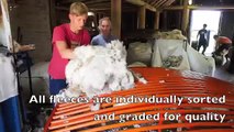 Merino  sheep shearing, Australia.