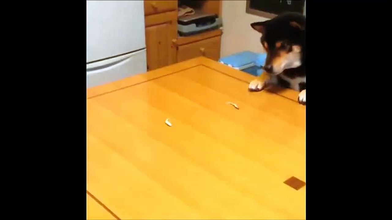 Dog tell you how to gain food