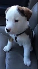 Cute dog feeling alone