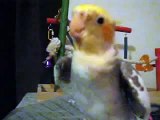 Cockatiel sings 