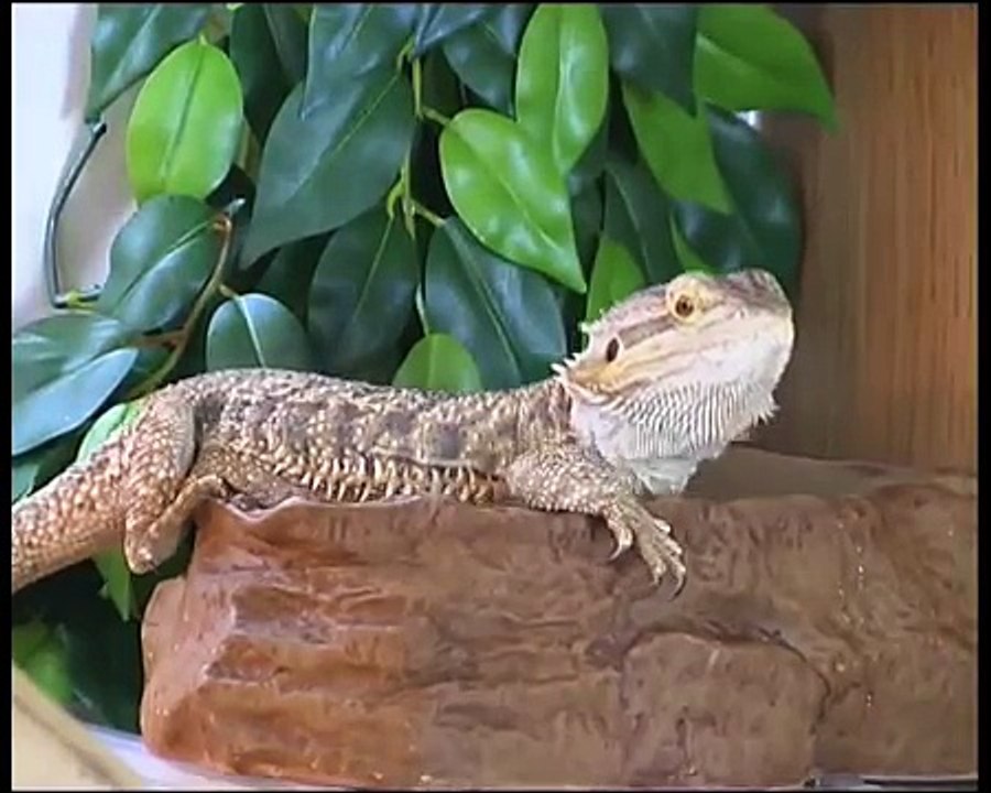 How to Set Up a Bearded Dragon Vivarium