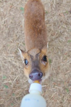 Muntjac Deer Tries Some Tasty Treats