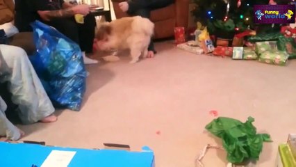 Funny Videos 2015   Cute Cats and Dogs Love Christmas Compilation   720p