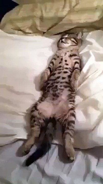 Sleepy Cat