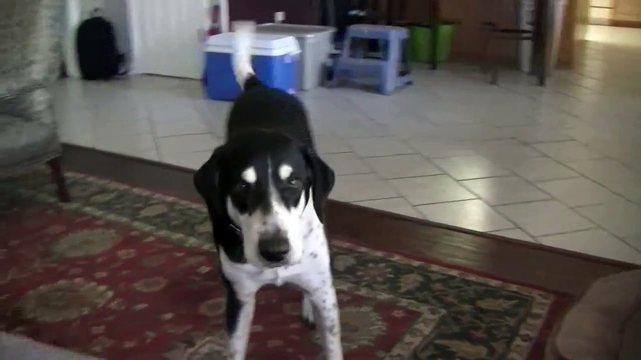Dog Wants a Kitty
