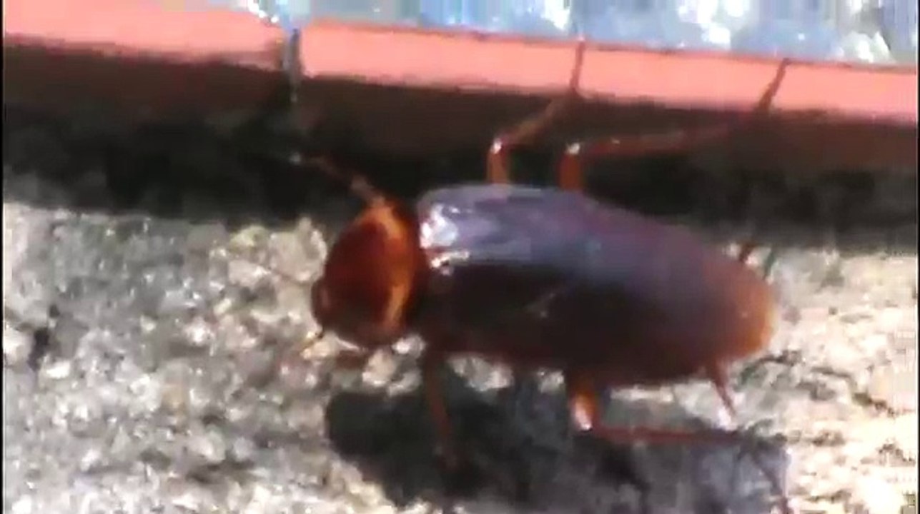 Vespa parasitóide captura Barata