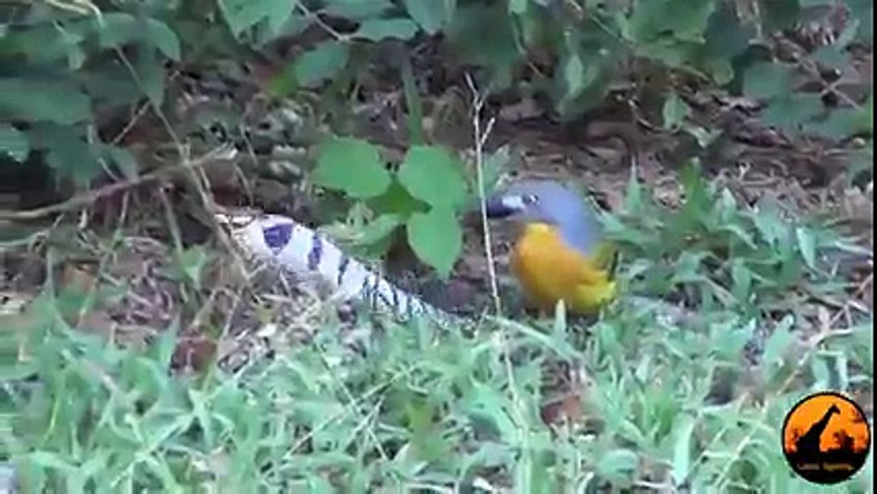 Bird vs Snake