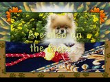 Pomeranians Little CoCo Puff & China Music Debut