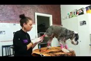 Como teñir un perro con pintura temporal. PELUQUERIA CANINA CREATIVA.