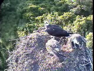 Osprey Mom and babies share fish Free Bird