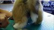 Scooby The Shih Tzu @ Dirty Dogs Grooming Studio Uttoxeter.wmv