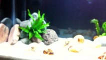 Cycling Your Aquarium And Nitrogen Cycle