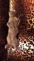 Шотландская вислоухая кошка.Любимая поза) Scottish fold cat.Favorite position)