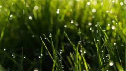 Dies Natalis - Harvest Rain