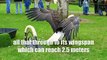 top 10 largest birds wingspans ! AWESOME