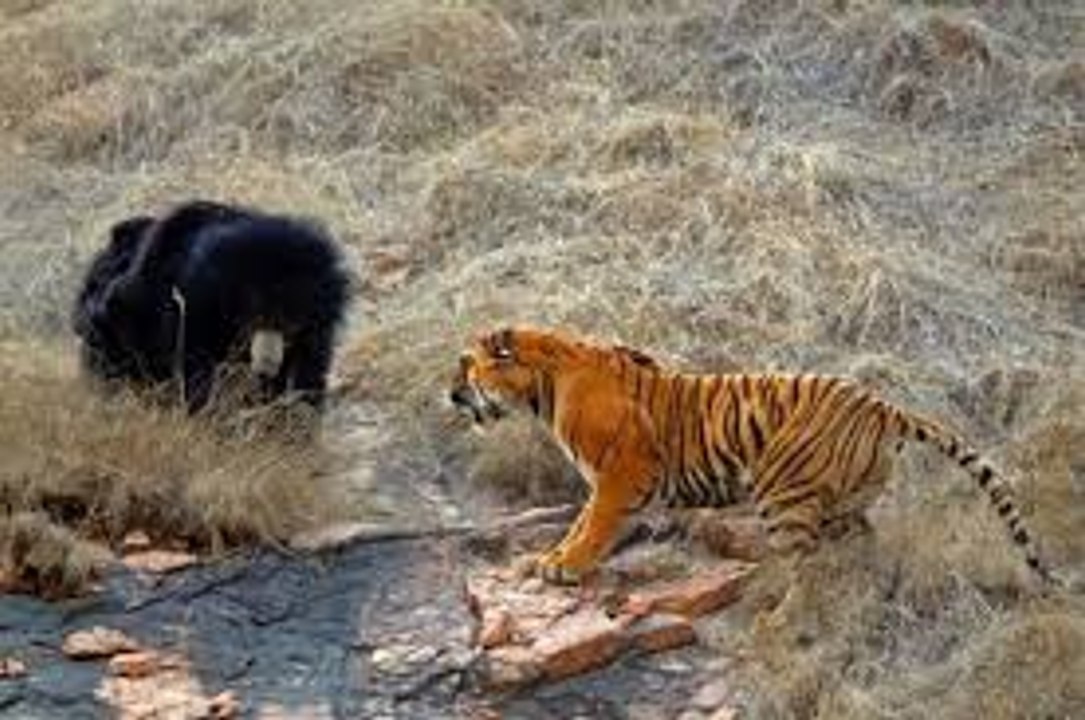 Lion vs Bear Fight